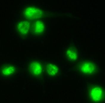 NCOA4 Rabbit Polyclonal Antibody