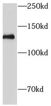 TLR9 Rabbit Polyclonal Antibody