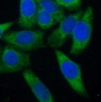 EIF4EBP1 Mouse Monoclonal Antibody