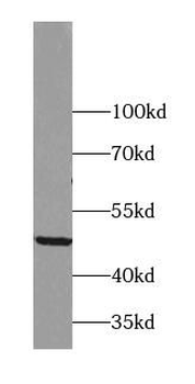PLIN2 Mouse Monoclonal Antibody