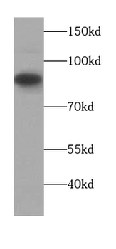AFM Antibody