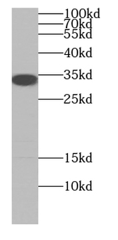 NAPA Rabbit Polyclonal Antibody