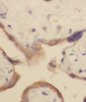 ANXA4 Mouse Monoclonal Antibody