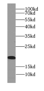 ARF6 Antibody
