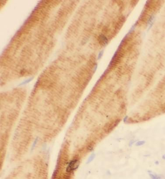 ATP1A2 Specific Rabbit Polyclonal Antibody