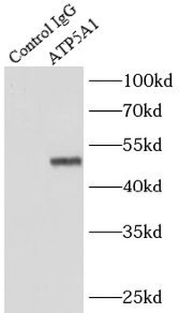 ATP5F1A Mouse Monoclonal Antibody