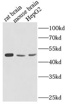 ATP5F1A Mouse Monoclonal Antibody