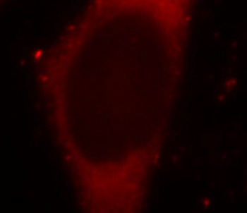 CTCFL Mouse Monoclonal Antibody
