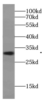 IZUMO4 Rabbit Polyclonal Antibody