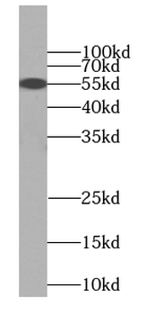 C9orf72 Antibody