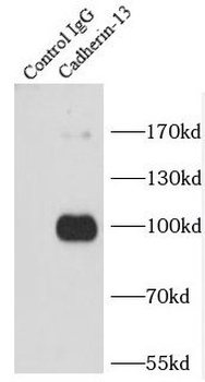 CDH13 Rabbit Polyclonal Antibody