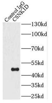 CSNK1D Rabbit Polyclonal Antibody