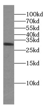 CD40LG Antibody