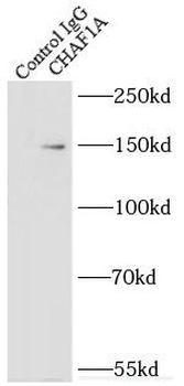 CHAF1A Rabbit Polyclonal Antibody