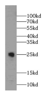 CHST13 Antibody