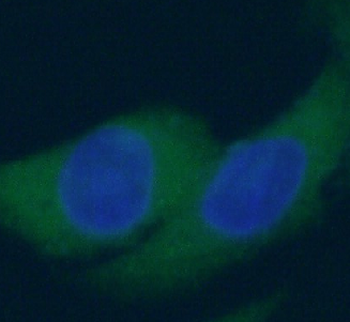 GJA1 Rabbit Polyclonal Antibody