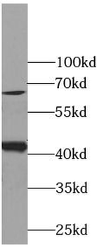 GJA1 Rabbit Polyclonal Antibody