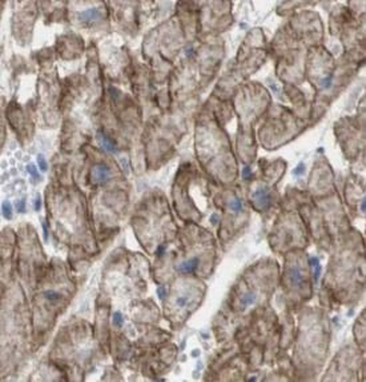 GJA1 Rabbit Polyclonal Antibody