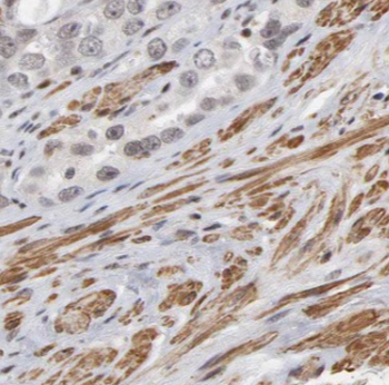 CREB3L1 Antibody