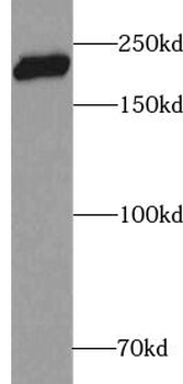 CSPG4 Antibody