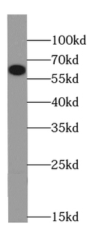 SRC Mouse Monoclonal Antibody