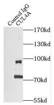 CUL4A Antibody