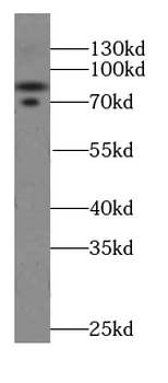 CUL4A Antibody