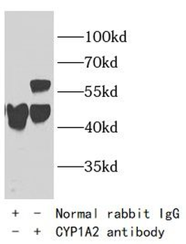 CYP1A2 Specific Rabbit Polyclonal Antibody