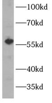 CYP1A2 Specific Rabbit Polyclonal Antibody