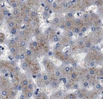 CYP1A2 Specific Rabbit Polyclonal Antibody