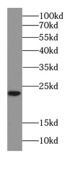 PPIC Rabbit Polyclonal Antibody