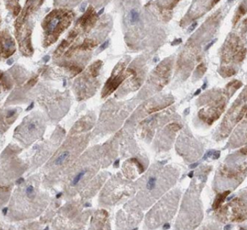 PPIC Rabbit Polyclonal Antibody