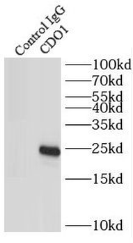 CDO1 Rabbit Polyclonal Antibody