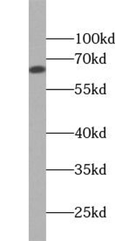 KRT1 Antibody