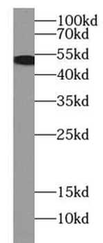 KRT7 Antibody
