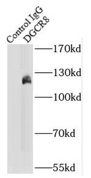 DGCR8 Mouse Monoclonal Antibody