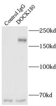 DOCK1 Antibody