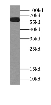 SLC1A1 Antibody