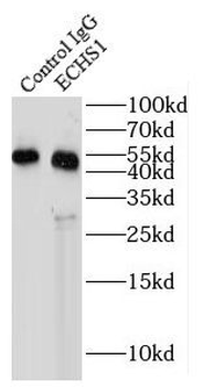 ECHS1 Antibody
