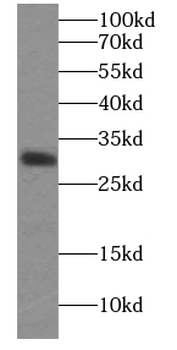ECHS1 Antibody