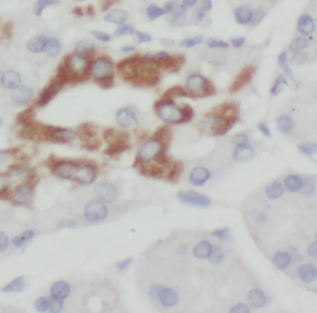 EEF1D Mouse Monoclonal Antibody