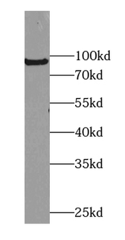 AGO3 Specific Rabbit Polyclonal Antibody