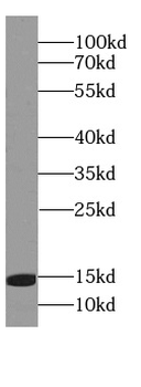 FABP7 Specific Rabbit Polyclonal Antibody