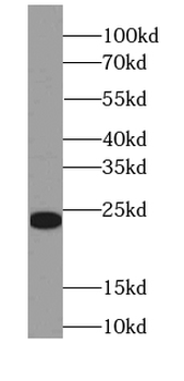 FGF16 Specific Rabbit Polyclonal Antibody