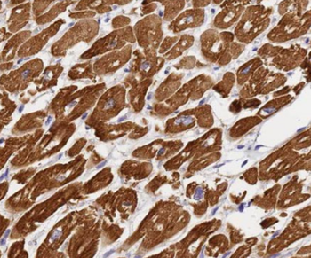 FGF16 Specific Rabbit Polyclonal Antibody