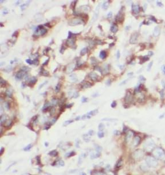 FKBPL Antibody