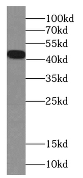 FOXH1 Antibody