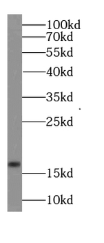 GABARAPL1 Antibody