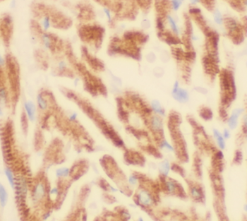 GABARAPL2 Specific Rabbit Polyclonal Antibody