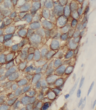 CTH Mouse Monoclonal Antibody